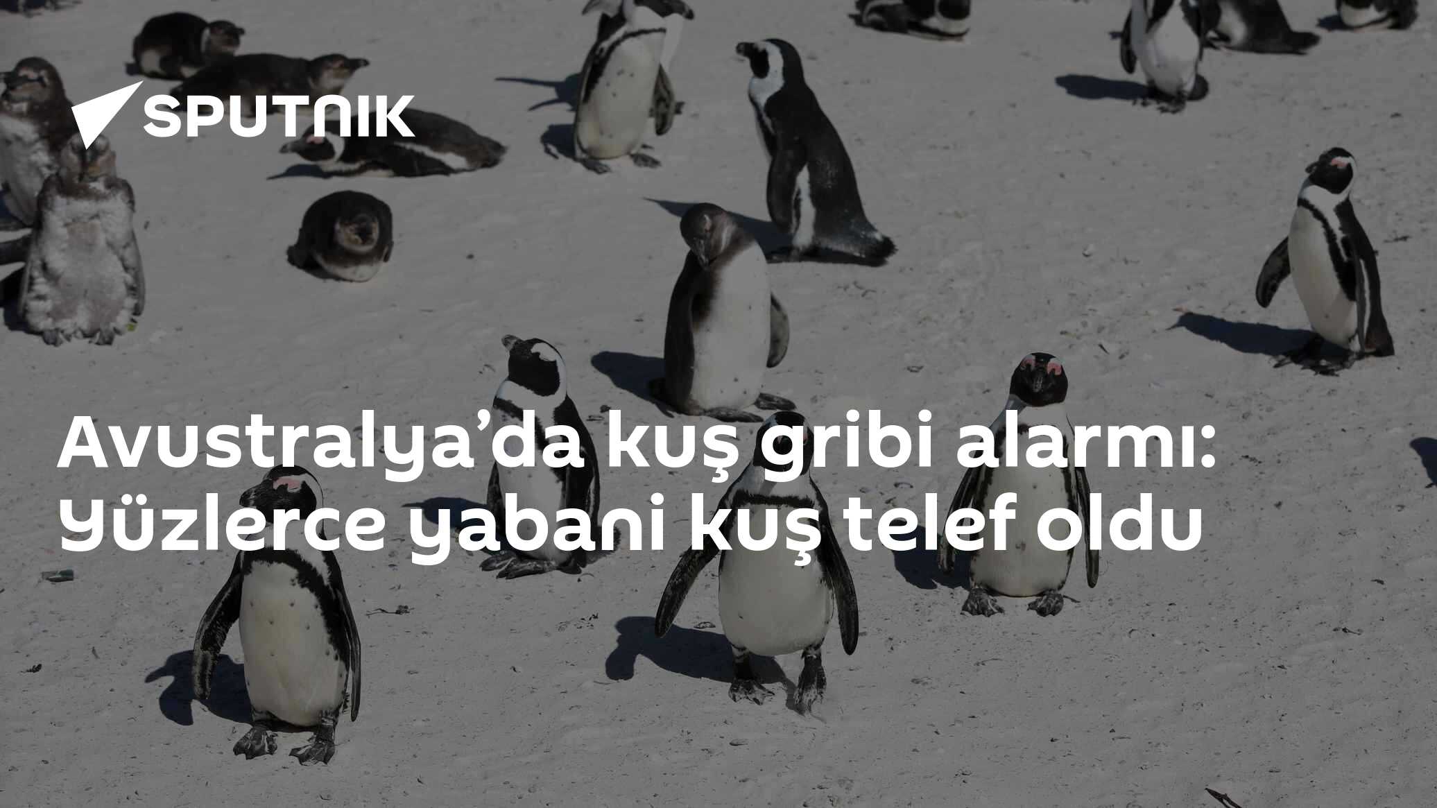 H5N1 kuş gribi