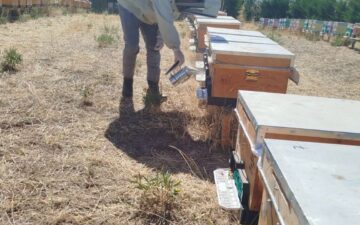 Varroa