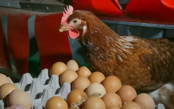 Yumurta Salgını
